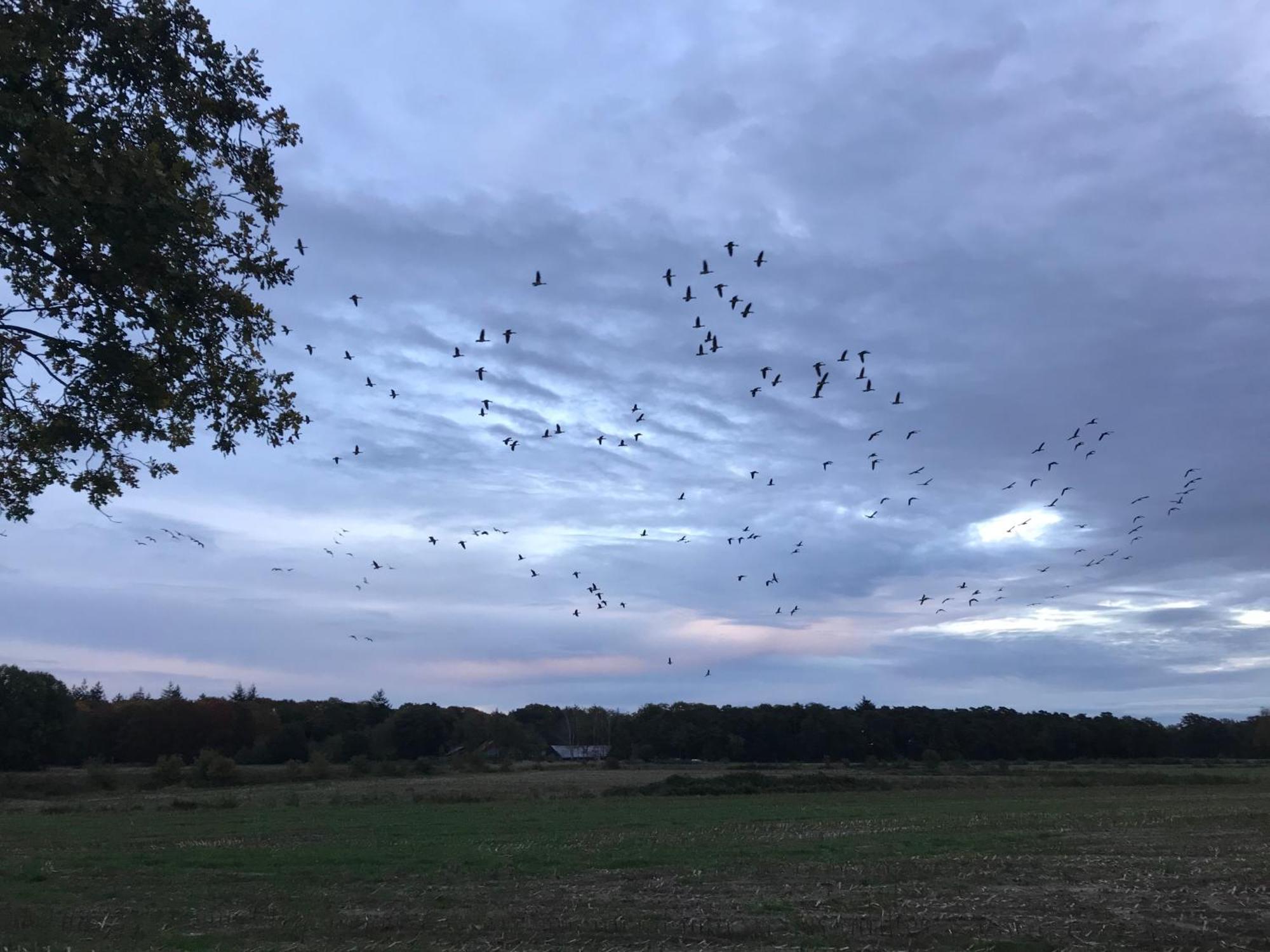 Vakantiehuis Appelvink, Toplocatie In Bosrijke Omgeving Oisterwijk Esterno foto